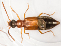 Deleaster dichrous
